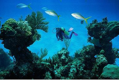 休闲冒险游戏《美希与猫之岛》宣布12月16日发售 支持中文